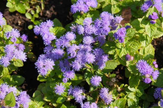 Żeniszek meksykański