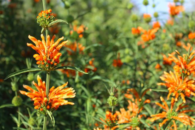 Leonotis - Leonotis leonurus