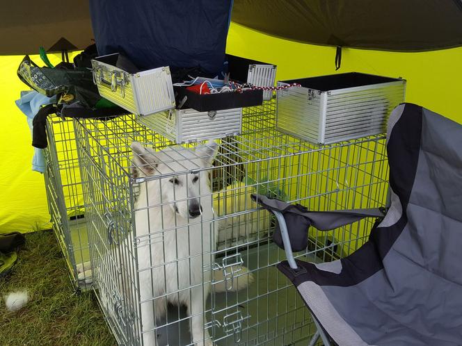 Międzynarodowa Wystawa Psów Rasowych PRESTIGE w Lesznie