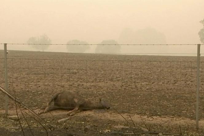 Miliard zwierząt spłonęło w Australii 