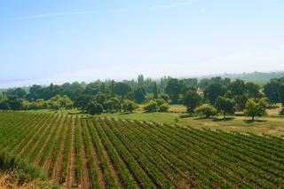 Kraina winem płynąca. Poznaj czwarty największy region winiarski na świecie 