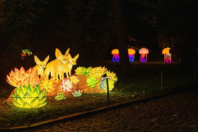 Nietypowy cennik biletów na wystawę Garden of Lights we Wrocławiu. O co chodzi? 