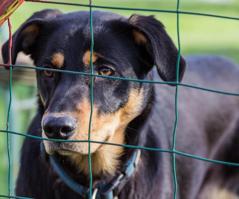 1500 zł rekompensaty za adopcję psów ze schroniska. Suwałki proponują specjalne dofinansowanie