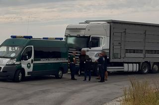 Autostrada A4 zalana fekaliami. Pochodziły z ciężarówki transportującej byki