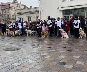 Golden Retriever WOŚP w Poznaniu