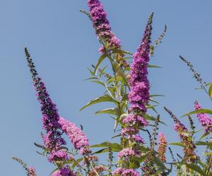 Budleja Dawida (Buddleja davidii) 