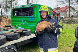 Strażacy uratowali kozę