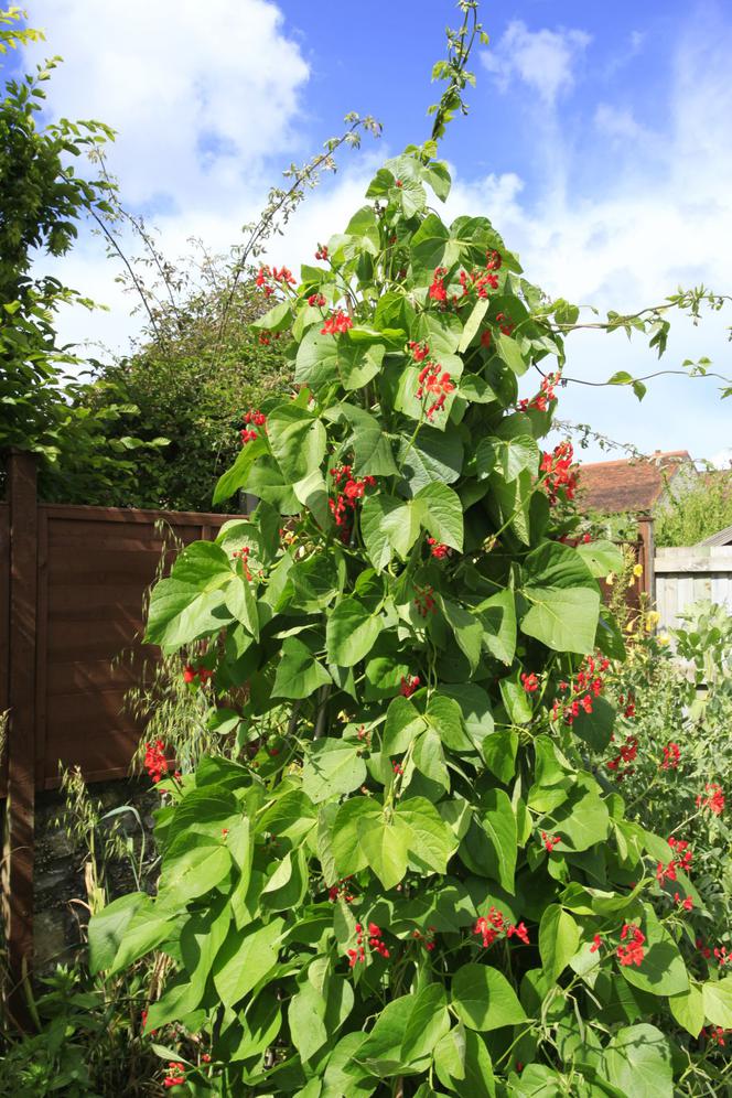 Fasola ozdobna = fasola wielokwiatowa  - Phaseolus coccineus