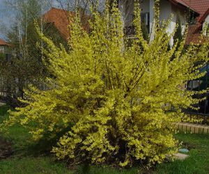 Forsycja pośrednia