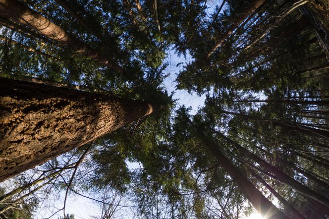 Najwyższe drzewo w Polsce rośnie w Śląskiem! Przewyższa poprzednich rekordzistów o ponad 5 metrów!