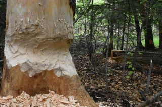 Powstały kolejne dwa z 7 nowych rezerwatów w świętokrzyskim 