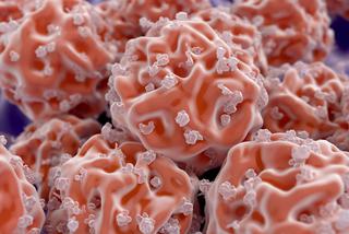 Komórki macierzyste z poroża jelenia MIC-1
