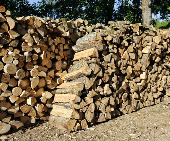 Sprawdzamy ceny drewna opałowego 2025 w Lasach Państwowych