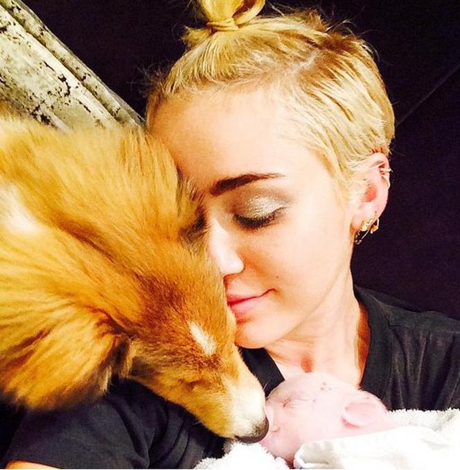 Świnia Miley Cyrus i jej ukochany pies