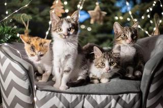 Świąteczne koty do Adopcji