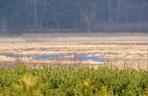   Nowy rezerwat przyrody w warmińsko-mazurskim. Jezioro Mścin zapiera dech w piersiach! [ZDJĘCIA]