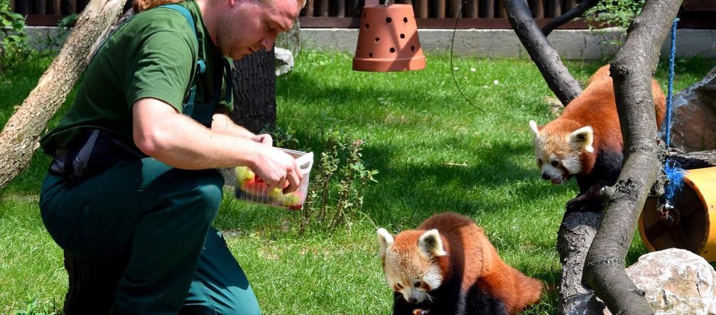 Zoo w Poznaniu chwali się pandami rudymi. Tylko na nie popatrzcie!