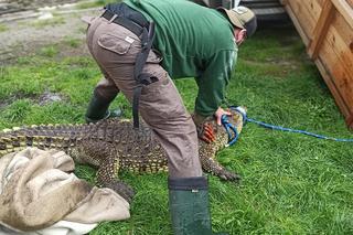 Krokodyl nilowy w poznańskim zoo