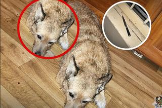 Zakrwawiony nóż policjanci znaleźli na klatce schodowej. 30-latek zaatakował psa swojej partnerki 