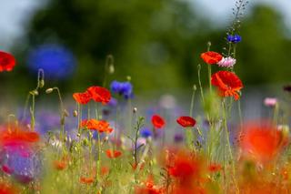 Jedna z najważniejszych inwestycji Torunia na finiszu. Zobaczcie zdjęcia z projektu BiT-City II