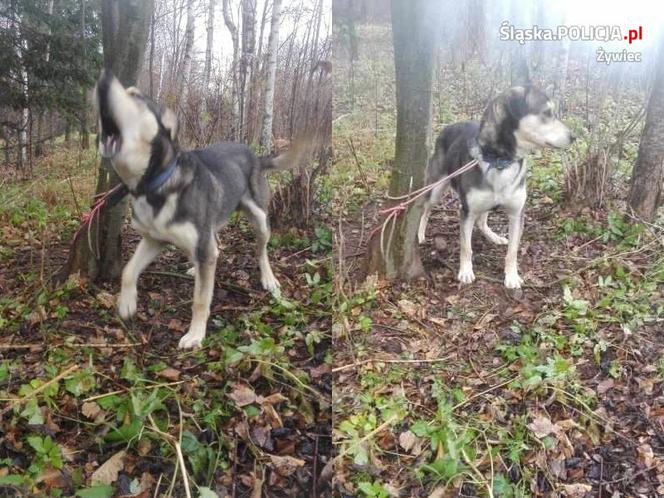 Ktoś przywiązał psa do drzewa w środku lasu. Policja szuka jego właściciela!