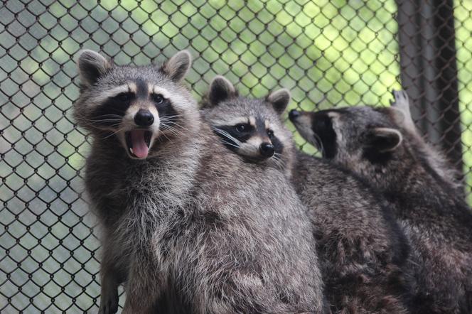 Wakacyjna środa w zoo: tym razem o małych ssakach drapieżnych!