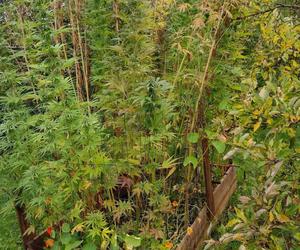 Marihuana w przydomowym ogródku