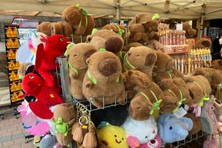 Kapibary w Krynicy Morskiej - ceny 