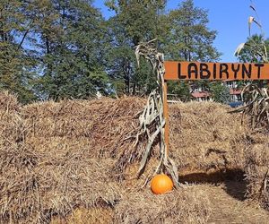Farma dyniowa wraca na mapę Rudy Śląskiej