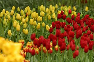 Tulipany - podział na grupy
