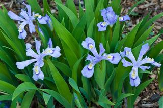 Kwiaty na skalniak. Wieloletnie i długo kwitnące oraz do cienia