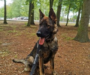 Policjanci i ich psy służbowe walczyli o tytuł! Kto okazał się najlepszy?