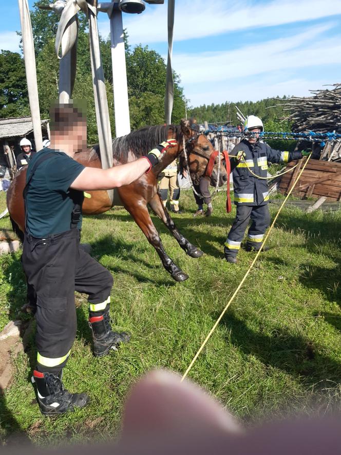 Sępólno Wielkie:Strażacy wyciągneli konia z szamba