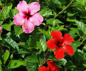 Hibiskus