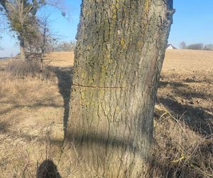   Ktoś podciął 29 dużych drzew. Mogły runąć na drogę. Sprawca poszukiwany