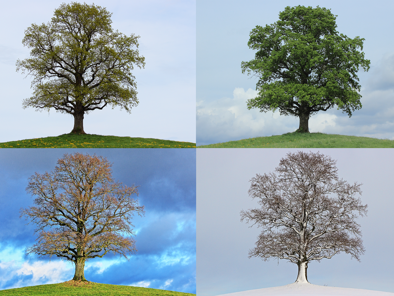 QUIZ. Dokończ przysłowie o pogodzie! Na św. Grzegorza...? 12 punktów to będzie naprawdę COŚ!