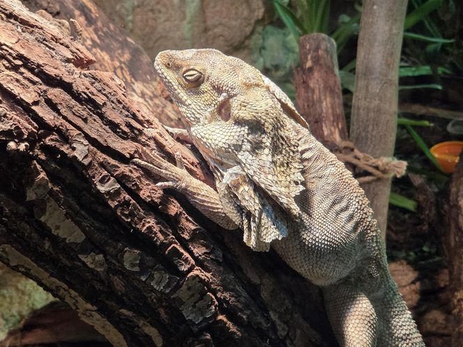 Egzotyczny świat na wyciągnięcie ręki! Zaglądamy do akwarium-terrarium w Myślęcinku