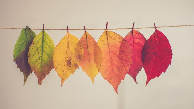 Dlaczego liście zmieniają kolor? Co oznaczają poszczególne barwy? 