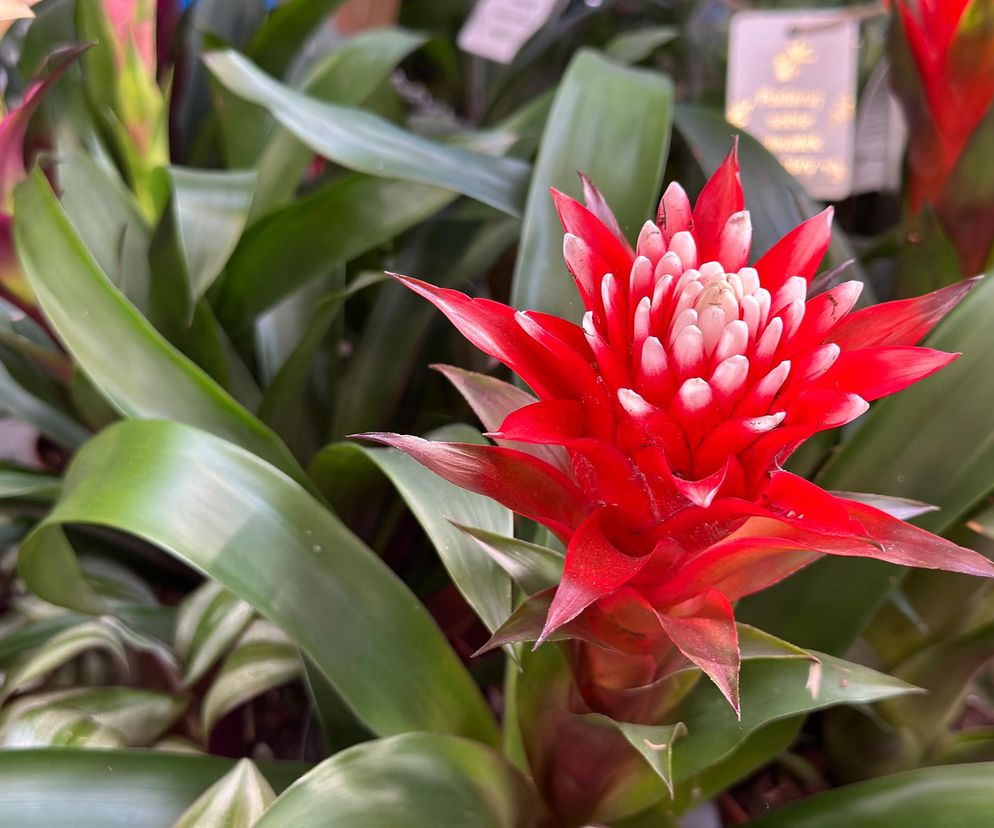 Bromelia