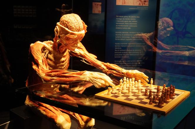 Wystawa z ludzkiego ciała. Body Worlds powróciła do Gdańska po 5 latach 