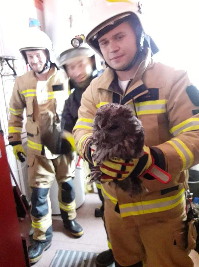 Strażacy z Grybowa uratowali sowę