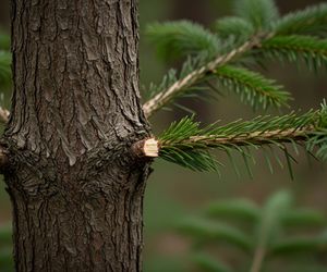 Kradzieże stroiszu jodłowego w Opolskiem. Jak leśnicy walczą z rabusiami przed Wszystkimi Świętymi?