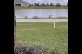 Aligator