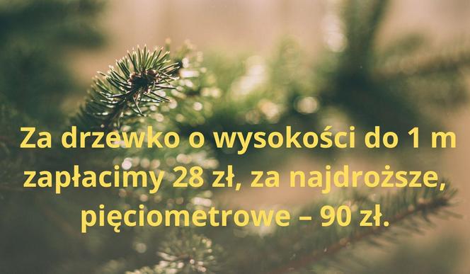 Najtańsze choinki w Bydgoszczy i okolicach. Tu dostaniesz ładnego świerka już za 28 zł