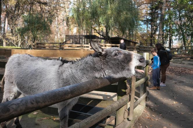 Krakowskie ZOO będzie oszczędzać, ale nie ma zamiaru zamknąć się na mieszkańców