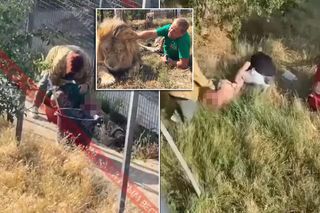 Lew zaatakował właściciela zoo, który poparł Putina. Gryzł w szyję