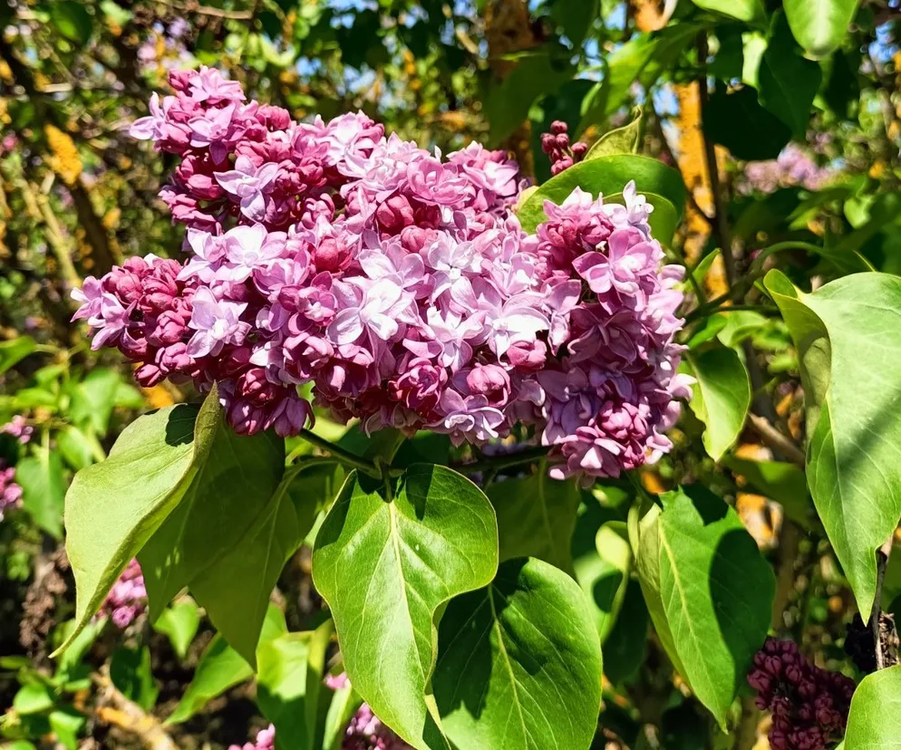 Wiosna zagościła na dobre w Arboretum Kórnickim. Co możemy tam oglądać?