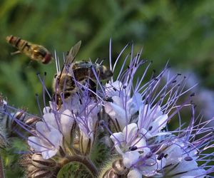 Łąki kwietne na Podkarpaciu