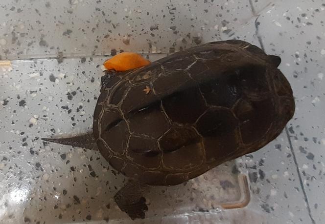 Mieszkańcy jednego z bloków w Międzylesiu znaleźli żółwia