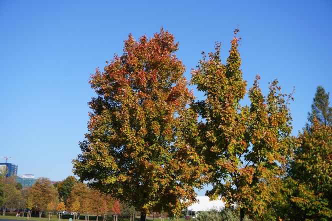 Park im. św. Jana Pawła II w jesiennych barwach